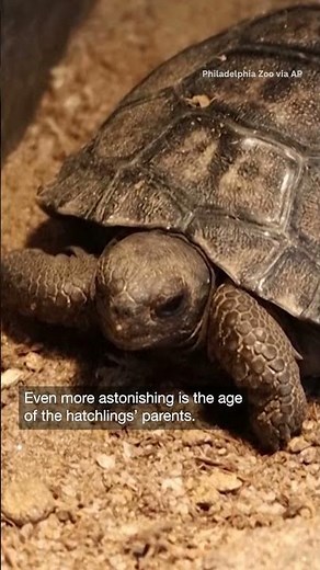 At 100, tortoise becomes oldest first-time mom of her species