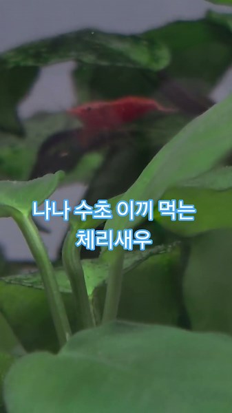나 나 수족관ㆍ 수초 이끼먹는 체리새우