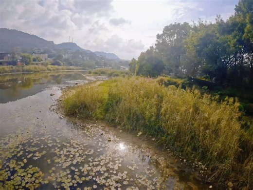 Bee25 挂狗，承受了不能承受之痛