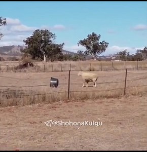 152K views · 1.9K reactions | 臘 | Animals Heaven | Facebook