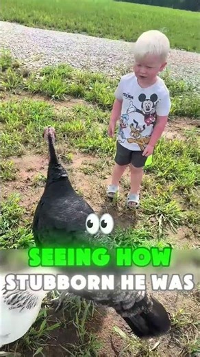 This little boy just wanted to be friend with the chick，but it completely freaked the mother hen out