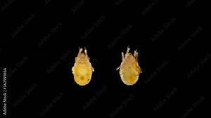 The shell mite of Oribatida under a microscope, the Cymbaeremaeidae family, promotes soil formation, are carriers of helminth eggs, found in forest moss