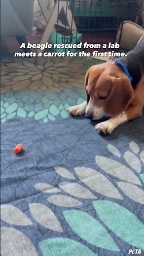 Rescued Beagle Fascinated by Carrot
