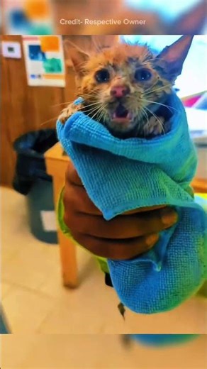 Cute cat found in the garbage🐈