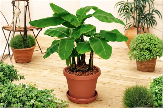 Musa ‘dwarf Cavendish’ – Banana Tree | Live Tropical Plant - Etsy