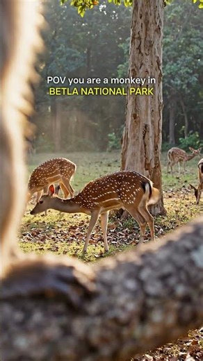 Betla National Park