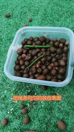 How amazing to grow orchids propagate plant fast and easy #2517