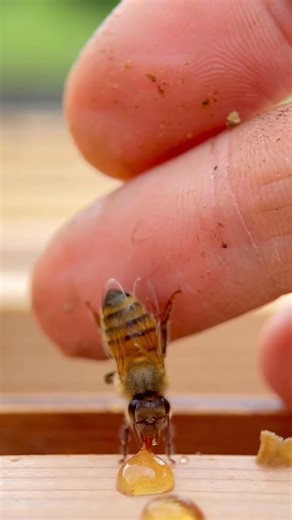 Bee Heart Lovers😍❤️🐝🐝 | Bee Heart Lovers