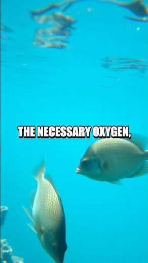 Why Do Fish Have Gills?: A Fun Explanation