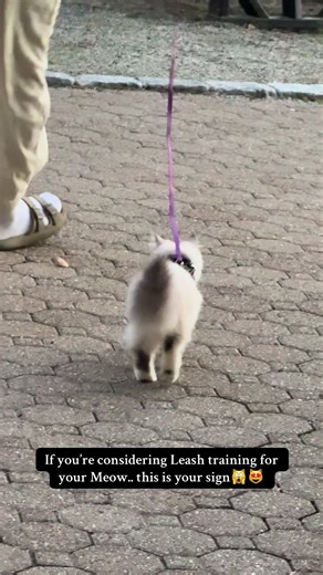 Leash Training Tips for Your Siberian Cat