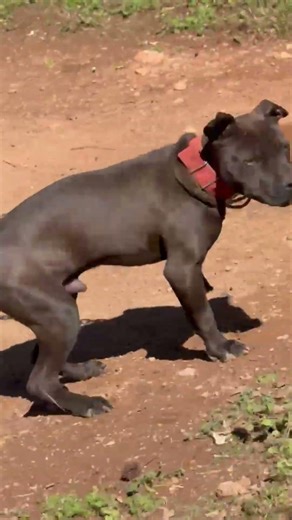 If you like a family of Dogs, Stick with that Family. 💯 #TheZooKeeper