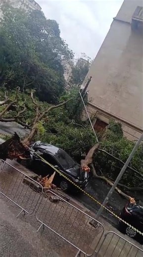 Multiple Cars Crushed by Trees in Downtown São Paulo || ViralHog