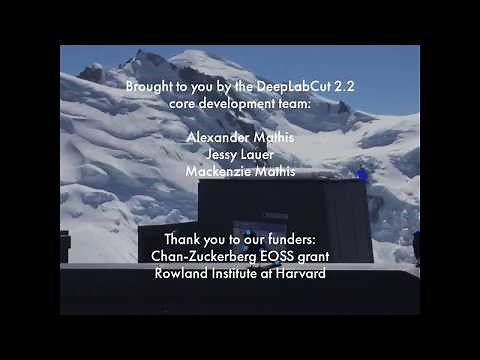 multi-animal pose estimation and tracking with DeepLabCut