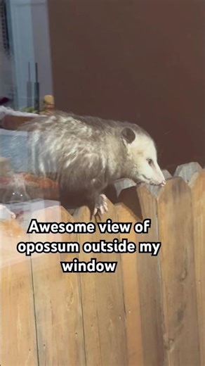 Awesome view of opossum outside of my window