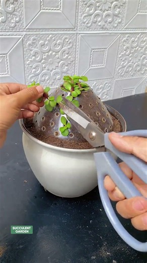 Genius Ways to Plant Succulents (DIY Creative Ideas) 🌵