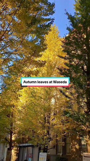Autumn Leaves at Waseda University