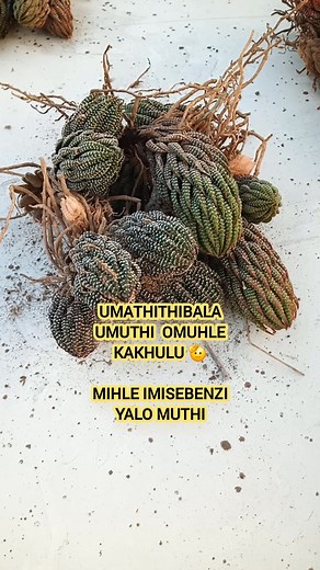 Umathithibala, ewe family yasekhaya ndikhona ngoku apha ebhayi sungaqalisa ufaka ama Orders: 066 4565 897 (Whatsapp/Call) . . . . #fblifestyle #urasta_we_country #gqeberha10k #viralvideoシ #viralreelschallenge #international #naturelovers #natureza #hiking #nature #foodholiday #nationalday #throwback #thursdaynight #homecomingparade #socialgame #seasonalevent #CommunityEngagement #schoolevents #groupactivity #schooleventsandactivities | Ndiyakholwa Ngwendu