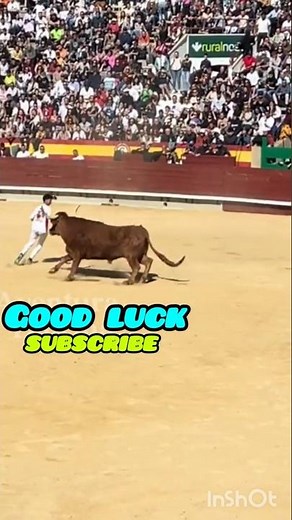 Human vs Bull – Fight for Life! | Epic Moment 😱🔥"