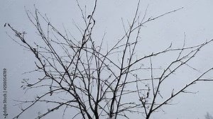 Slowmotion: Snowstorm, super big snowflakes falling from sky, in Seinäjoki, Finland. Lappi, lapland.