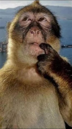 Blank Channel on Instagram: "唐纳德·特朗普现任美国总统，于2024年11月连任，并于2025年1月就职，开启其第二个非连续任期，成为美国第47任总统。他出生于1946年6月14日，此前曾于2017年至2021年担任美国第45任总统，期间推行了减税、放松管制和加强边境安全等政策。特朗普在纽约皇后区长大，曾就读于纽约军事学院，后进入沃顿商学院深造。他通过特朗普集团在房地产领域建立起自己的事业，之后涉足政界和媒体界，成为《学徒》等真人秀节目的主持人。其主要政绩包括通过《减税与就业法案》、任命三位最高法院大法官、退出《巴黎气候协定》和伊朗核协议，以及对华发动贸易战。此外，他的政府还扩建了美墨边境墙，并通过《新冠病毒援助、救济和经济安全法案》（CARES法案）应对新冠疫情。特朗普在2024年大选中击败卡马拉·哈里斯，赢得了312张选举人票，尽管他在2024年7月和9月两次遭遇暗杀未遂。在他本届任期初期，他的政府致力于削减联邦机构、终止多元化、公平和包容性（DEI）计划，并与埃隆·马斯克的政府效率部合作，解雇了数千名员工。"