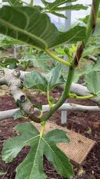 fig news 6/9