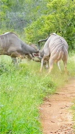Ancient Skills in Action | Tribal Hunter Hits Deer with One Arrow.🏹 #shortvideo #wildlife