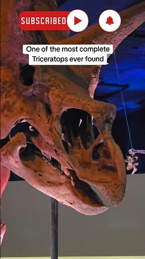 Our fabulously REAL triceratops #fossil #science #paleontology