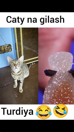 Caty se Badla 😂😅_ part 1#cat #satisfying #comedy#tranding #ashortaday #cats