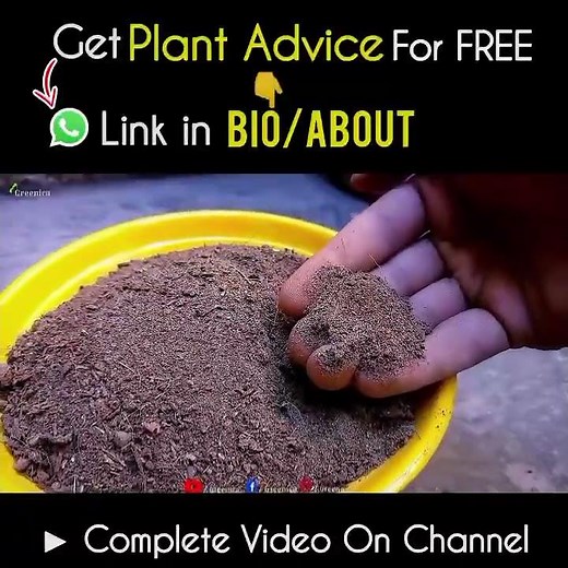 How to Use Peatmoss For A Potting Mix?