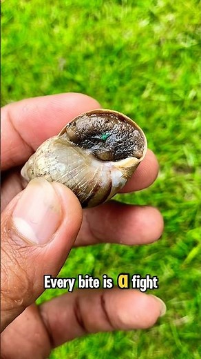 SLOW DEATH: 🐌 The Giant Snail’s Race Against the Elements! #GiantSnail #InvasiveSpecies #Nature