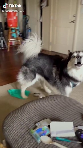 Husky Howling Compilation: Adorable Vocal Talents