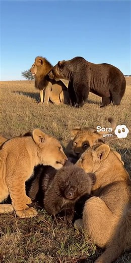"Look What Your Kids Are Doing": Bear Watches Lion Cubs' Playtime #Cubs #Lion #Play