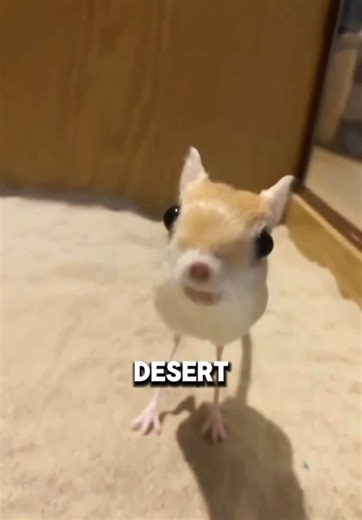 El animal más molesto: ¡el jerboa!