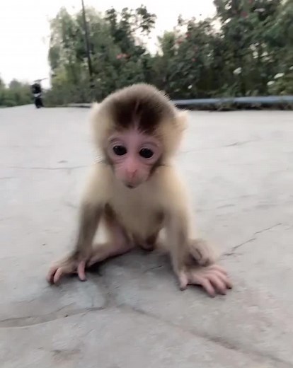 Stop Monkey Abuse: Putting an End to Cruelty towards Monkeys