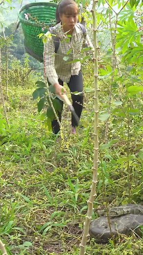 6.8K views · 103 reactions | Meet Biggest Python At Cassava Garden - Harvesting Cassava Root Go To Market Sell #LYkF8zMSFn79mFTugERhg #DailyBushcraftLA #FreeBushcraft #reels #harvesting | Free Bushcraft | Facebook