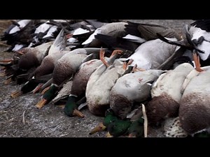 How to Butcher and Clean DUCKS after a HUNT: It's Easy!