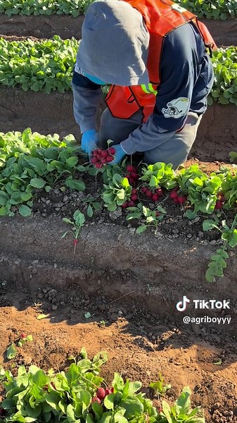 Radish Harvest: Sustainable Agriculture Practices