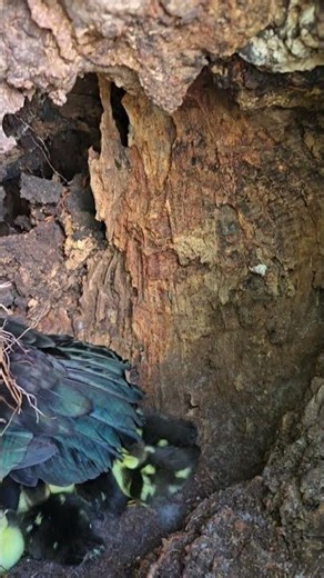 When your tree has unexpected guests...#fyp#adhd #ducks#cute#needsthem