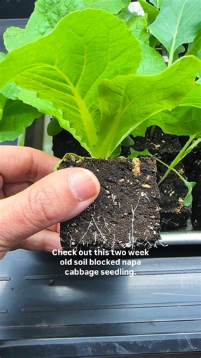 Resh Gala | Organic Gardener on Instagram: "Soil Blocking Video - Part 1. Today I’m sharing how I grow my own organic seedlings at home using a PLASTIC FREE & CONTAINER FREE technique called SOIL BLOCKING - essentially growing seedlings in just a block of soil. 🙌 If you’d like to know the exact soil blocker that I use, please comment the word TOOL and I’ll send you the link. About My Soil Blocker: 👇 The device I use creates 2”x2” molds of my soil, and I find this size perfect for growing all o