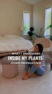 I swear I’m a productive citizen in the workforce. If you comment “PROP” I can share all the goodies I use to propagate my plants and especially my Alocasias via corm. The Modern Aqua Solum aquatic substrate has never failed me when it comes to rooting corms 🤌🤌🤌. The trick for me is to keep the water level nearly to the top (you can see when I tip my cup slightly, the water pours out). I use special pudding cups to act as a humidity dome and while I didn’t do this here, I also make holes in t