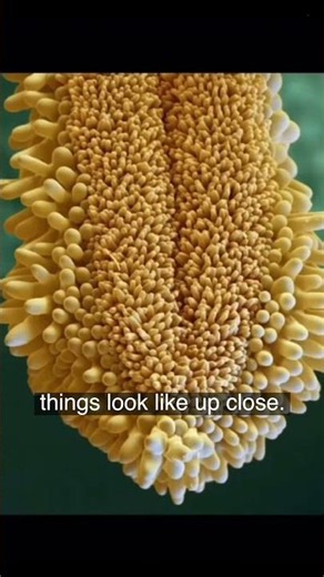 Everyday Things Under Microscope Look INSANE 🤯
