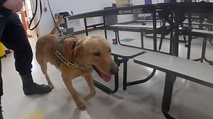 Massachusetts schools use dogs to sniff out Covid-19