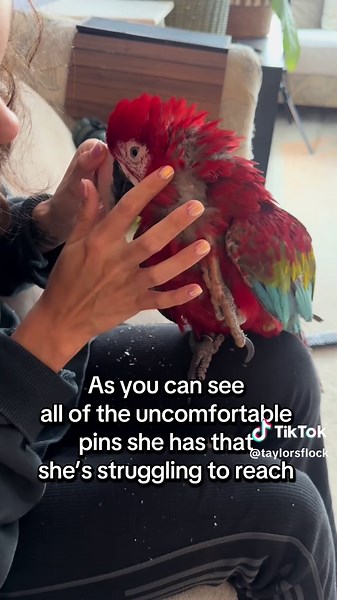 Understanding Parrot Molting and Pin Feathers