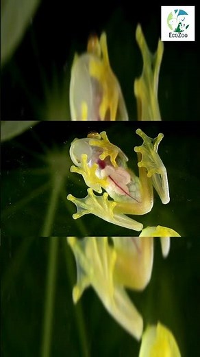 This Frog Is Totally See-Through!