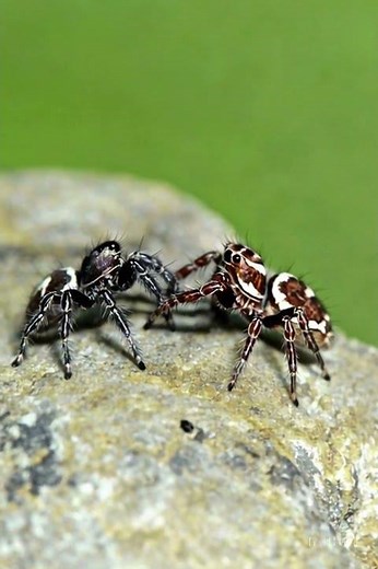 Jumping Spider Fight