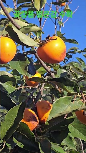 The woodcutter is harvesting bitter persimmons for dried persimmons with Vietnamese women.