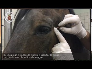 Toma de muestra de sangre arterial en el caballo