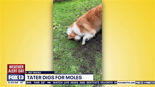 Pet tricks for Wednesday, March 11