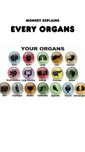 Small Intestine: Monkey’s Nutrient Absorber