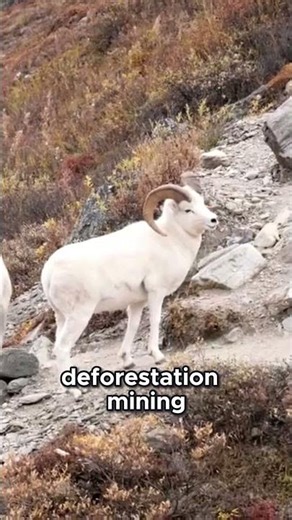 Goats as Symbols: Climbing Myths, Meaning & Modern Threats #GoatFacts #Shorts #Viral